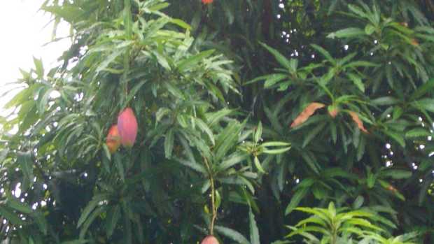 A real mango tree!