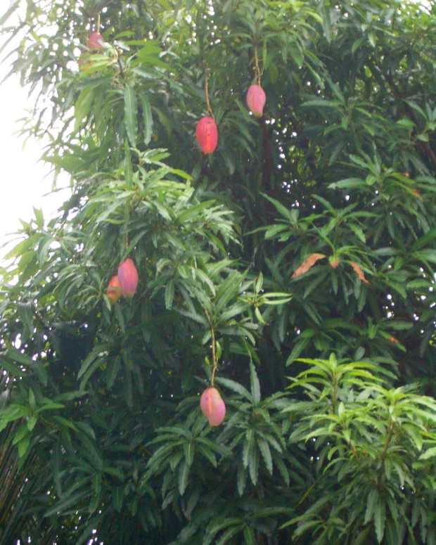 A real mango tree!