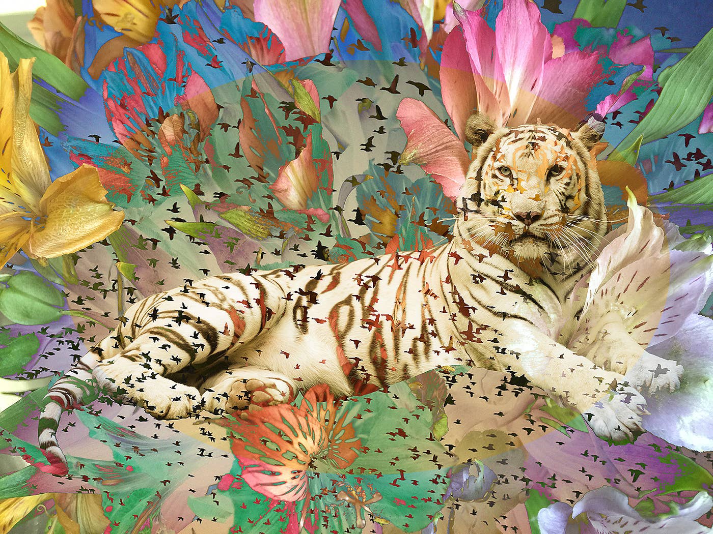Zebra or White Tiger Stripe (a Poem by Khandin Starr) - LetterPile