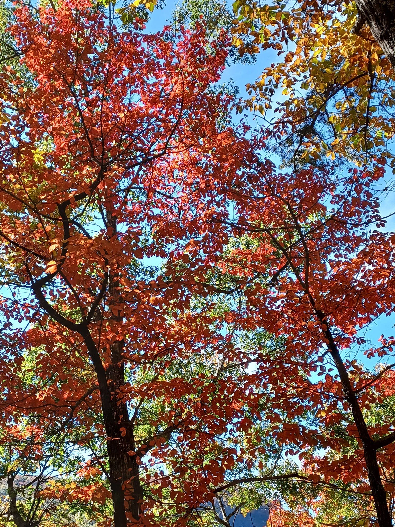 Thankful For Truth Letterpile