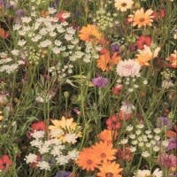 Paradoxal - LetterPile